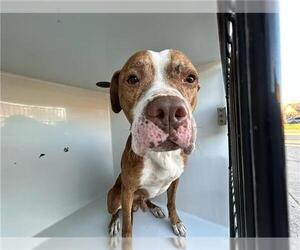 American Pit Bull Terrier Dogs for adoption in Houston, TX, USA