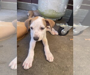 Labrador Retriever-Unknown Mix Dogs for adoption in The Woodlands, TX, USA