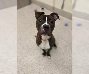 Boxer-Unknown Mix Dogs for adoption in Brighton, CO, USA