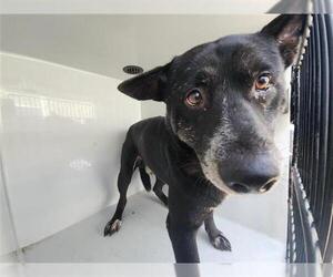American Pit Bull Terrier Dogs for adoption in Houston, TX, USA