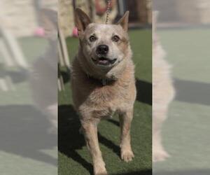 Australian Cattle Dog Dogs for adoption in Sacramento, CA, USA