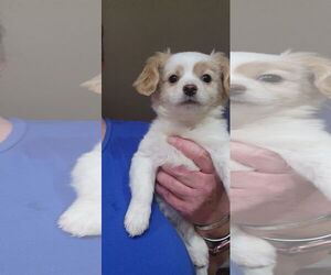 Spaniel-Unknown Mix Dogs for adoption in Sandy, UT, USA