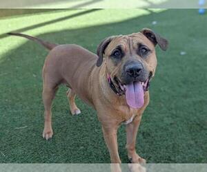 Rhodesian Ridgeback-Unknown Mix Dogs for adoption in Las Vegas, NV, USA