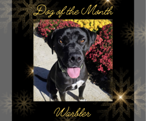 Bull Terrier-Labrador Retriever Mix Dogs for adoption in Rockaway, NJ, USA