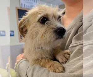 Cairn Terrier-Norfolk Terrier Mix Dogs for adoption in Rockwall, TX, USA