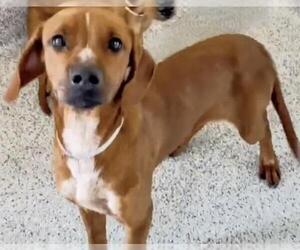 Redbone Coonhound-Unknown Mix Dogs for adoption in Houston, TX, USA