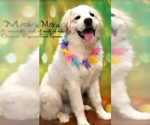 Great Pyrenees Dogs for adoption in Nicholasville, KY, USA