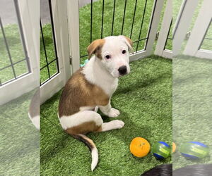 Border Collie-Unknown Mix Dogs for adoption in Sanford, FL, USA