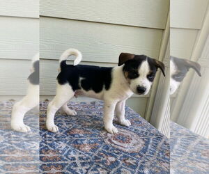 American Pit Bull Terrier-Huskies Mix Dogs for adoption in Hillsboro, MO, USA