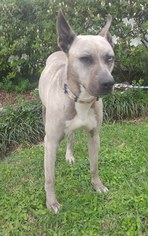Catahoula Leopard Dog-Unknown Mix Dogs for adoption in Baton Rouge, LA, USA