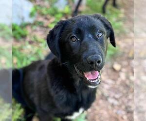 Mutt Dogs for adoption in Yardley, PA, USA