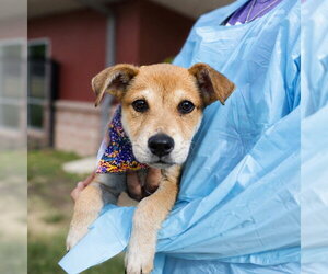 American Staffordshire Terrier-Unknown Mix Dogs for adoption in San Antonio, TX, USA