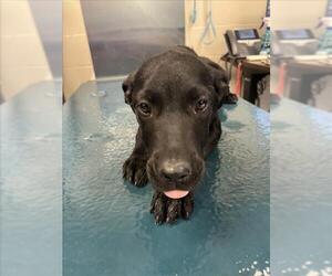 Labrador Retriever Dogs for adoption in Mobile, AL, USA