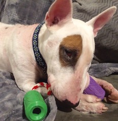 Bull Terrier Dogs for adoption in Bellevue, WA, USA