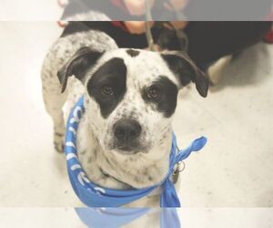 Beagi Dogs for adoption in Fredericksburg, VA, USA