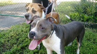 Staffordshire Bull Terrier Dogs for adoption in Weston, FL, USA