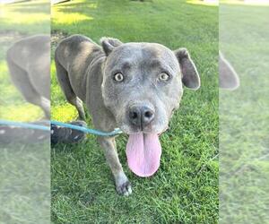 Mutt Dogs for adoption in Sacramento, CA, USA