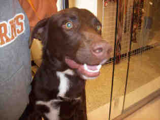 Borador Dogs for adoption in Georgetown, TX, USA