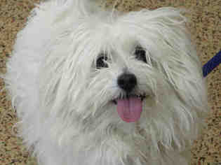 Maltese Dogs for adoption in Springfield, MA, USA