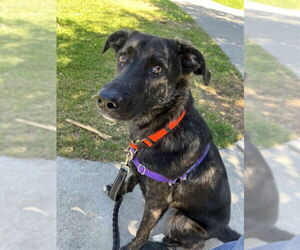 Medium Photo #1 German Shepherd Dog-Unknown Mix Puppy For Sale in Alameda, CA, USA