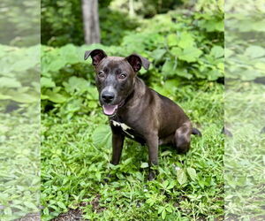 Mutt Dogs for adoption in Clarkesville, GA, USA