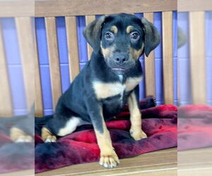 Mutt Dogs for adoption in Genesee, WI, USA