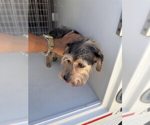 Miniature Schnauzer-Unknown Mix Dogs for adoption in Houston, TX, USA