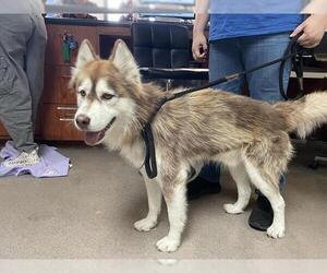 Siberian Husky-Unknown Mix Dogs for adoption in Pasadena, CA, USA