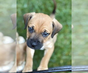 Mountain Cur-Unknown Mix Dogs for adoption in Plainfield, IL, USA