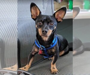 Chiweenie Dogs for adoption in San Diego, CA, USA