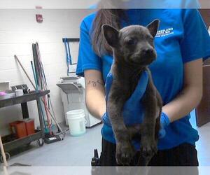 Chihuahua-Unknown Mix Dogs for adoption in Fayetteville, NC, USA