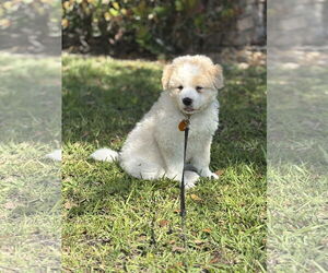 Great Pyrenees-Unknown Mix Dogs for adoption in Royal Palm Beach, FL, USA