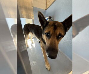 German Shepherd Dog-Unknown Mix Dogs for adoption in Downey, CA, USA