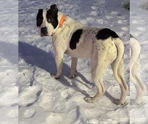 American Pit Bull Terrier Dogs for adoption in Evansville, IN, USA