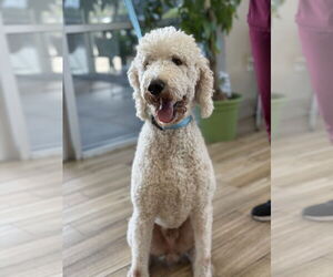 Poodle (Standard) Dogs for adoption in Valrico, FL, USA