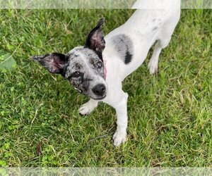 Italian Greyhound Dogs for adoption in Winter, WI, USA