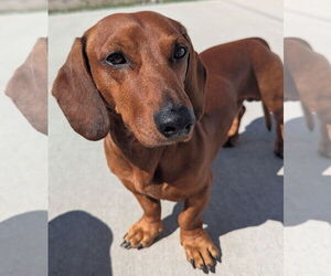 Dachshund Dogs for adoption in Shelbyville, TN, USA