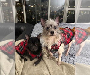 Mutt Dogs for adoption in Plainfield, IL, USA