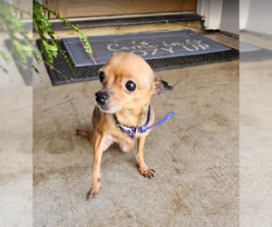 Chihuahua-Unknown Mix Dogs for adoption in Elk Grove, CA, USA