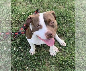 American Pit Bull Terrier Dogs for adoption in La Vergne, TN, USA