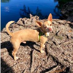 Medium Photo #1 Chihuahua Puppy For Sale in Fort Lauderdale, FL, USA