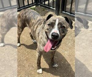 Mutt Dogs for adoption in Riverside, CA, USA