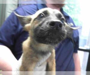 Mutt Dogs for adoption in Tulsa, OK, USA