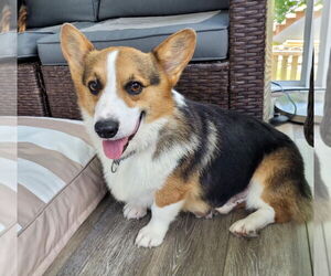 Pembroke Welsh Corgi Dogs for adoption in Lee's Summit, MO, USA