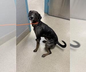 Catahoula Leopard Dog-Unknown Mix Dogs for adoption in Las Vegas, NV, USA