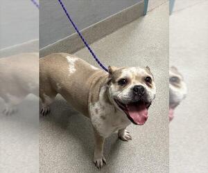 Bulldog-Unknown Mix Dogs for adoption in Las Vegas, NV, USA