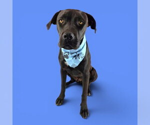Labrador Retriever-Unknown Mix Dogs for adoption in Bakersfield, CA, USA