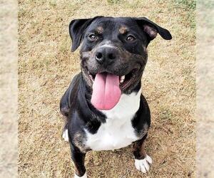 Rottweiler-American Pit Bull Terrier Dogs for adoption in San Jacinto, CA, USA