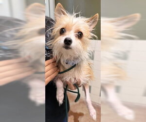 Mutt Dogs for adoption in Salinas, CA, USA