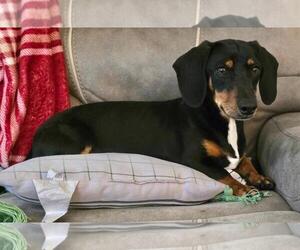 Dachshund Dogs for adoption in Los Angeles, CA, USA